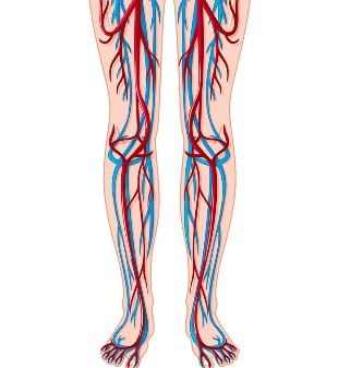 Ubicación de venas y arterias en las piernas. 