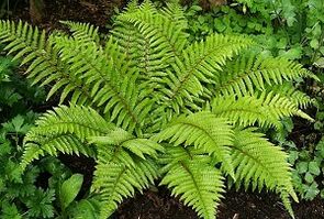 compresas para el tratamiento de las venas varicosas